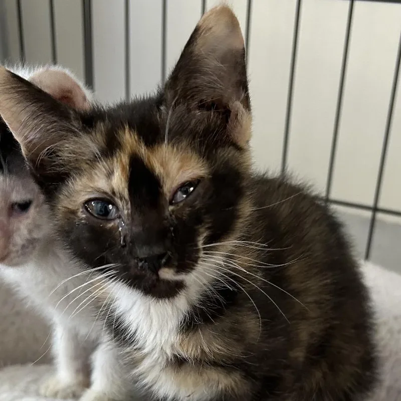 A baby small-sized female Tortoiseshell Domestic Short Hair cat named Stir Fry for adoption in Kanab, UT