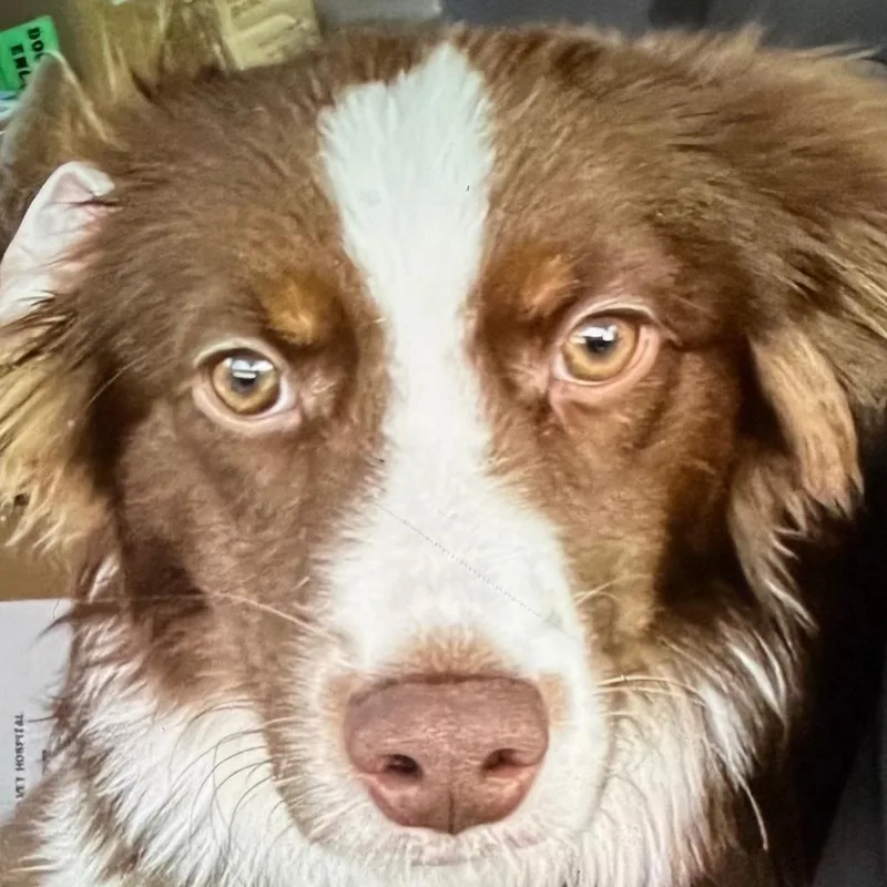 An adult small-sized female Mixed Breed dog named Ostara Skylark for adoption in Leander, TX