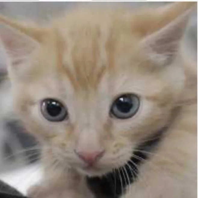 A baby small-sized male Orange / Red Domestic Short Hair cat named Louis for adoption in Temecula, CA
