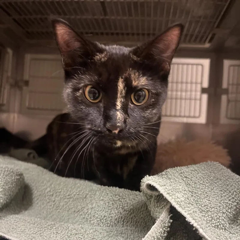 An adult medium-sized female Black Domestic Short Hair cat named Clarinet for adoption in Bristol, IN