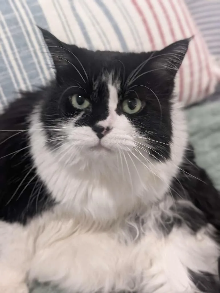 An adult medium-sized female Black & White / Tuxedo Domestic Long Hair cat named Giselle for adoption in BLACK MOUNTAIN, NC