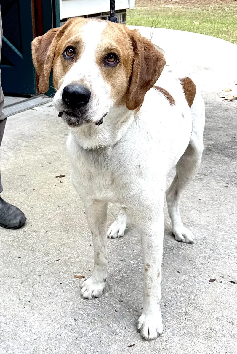 An adult medium-sized male American Foxhound dog named Chevy for adoption in Andover, MA