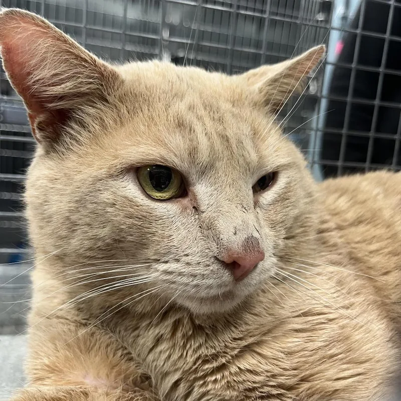 Cheeky Boi thumbnail 2