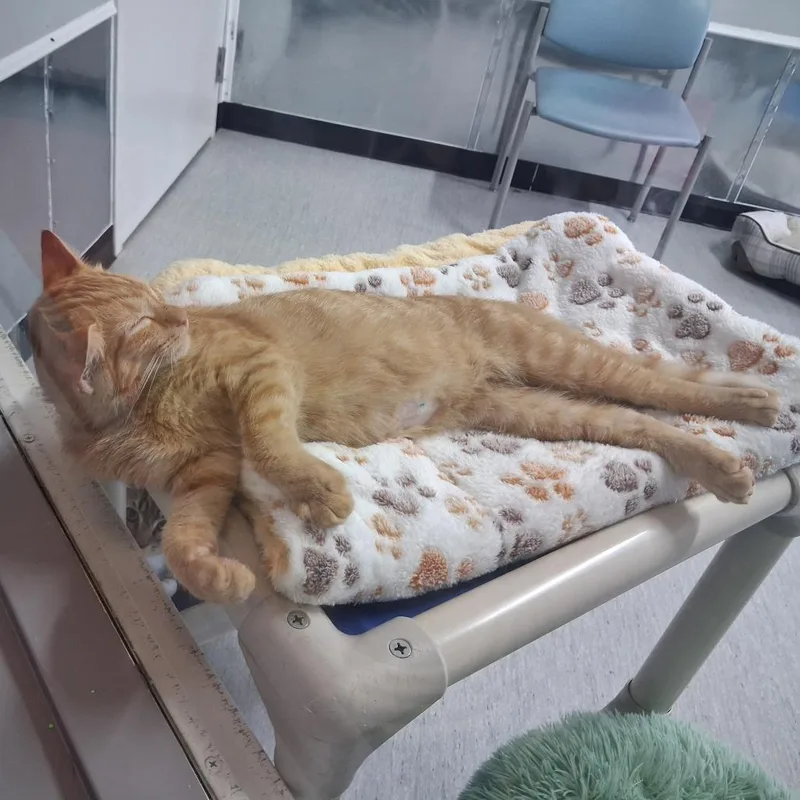 A young small-sized male Orange / Red Domestic Short Hair cat named Buckbeak for adoption in Elizabeth City, NC