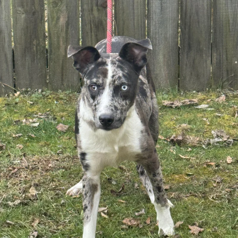 An adult medium-sized male Merle (Blue) Australian Cattle Dog / Blue Heeler dog named Blaine for adoption in Maynardville, TN
