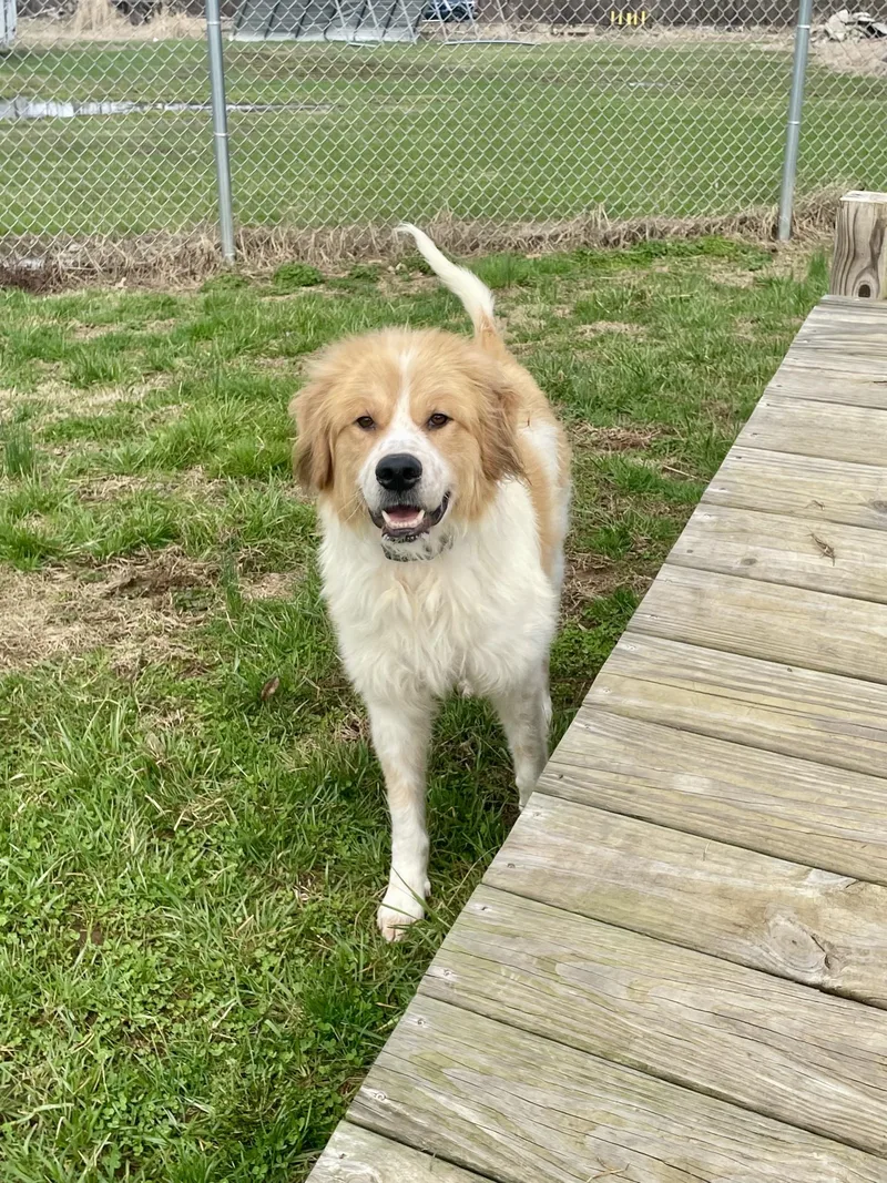 An adult medium-sized male Yellow / Tan / Blond / Fawn Great Pyrenees dog named Buddy for adoption in Point Pleasant, WV