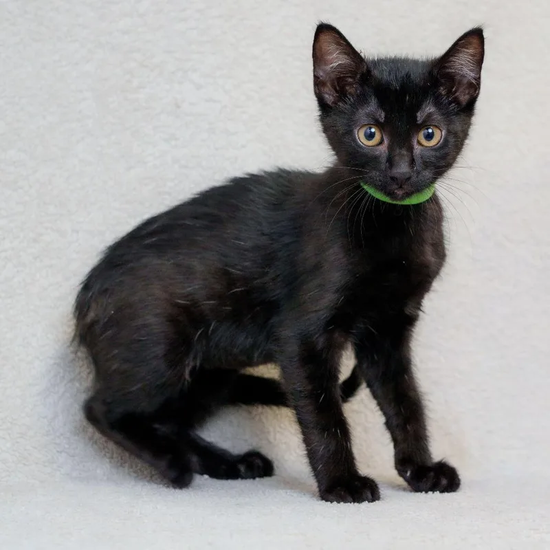 A baby small-sized female Black Domestic Short Hair cat named Galaxy for adoption in Sunnyvale, CA