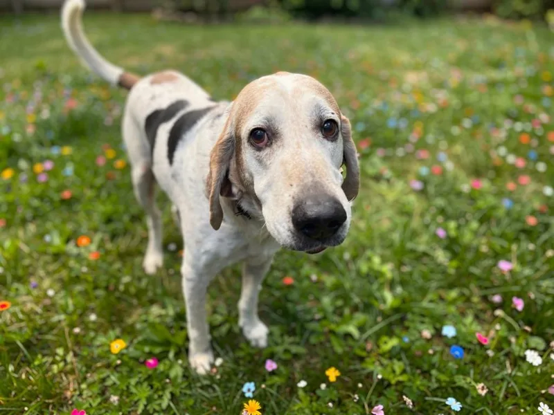 A senior large-sized male Coonhound dog named Jack for adoption in Sebastian, FL