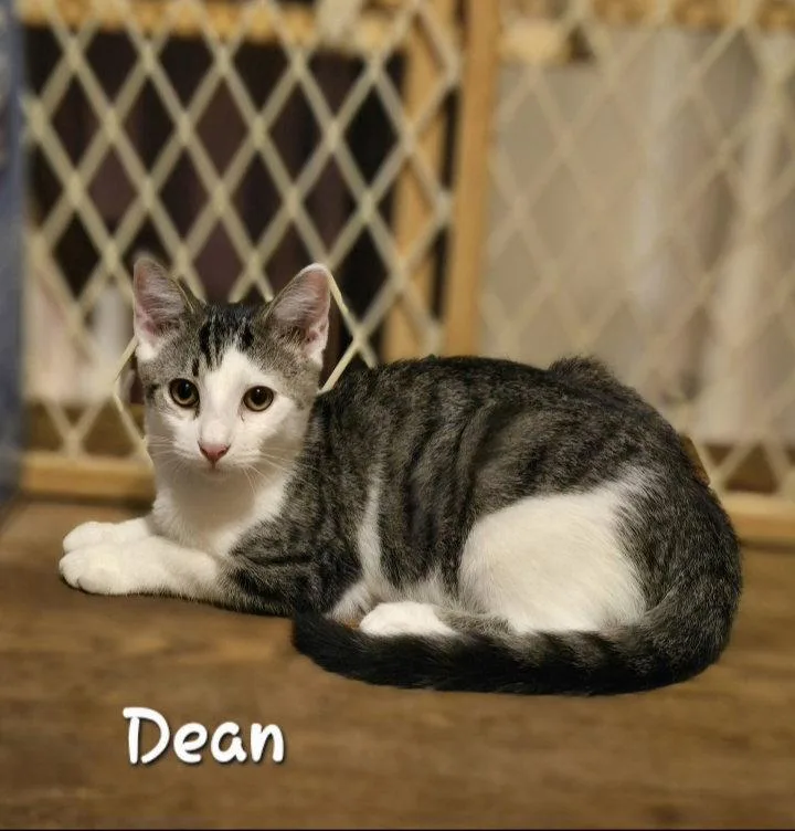A baby medium-sized male Domestic Short Hair cat named Dean for adoption in Rochester, NY