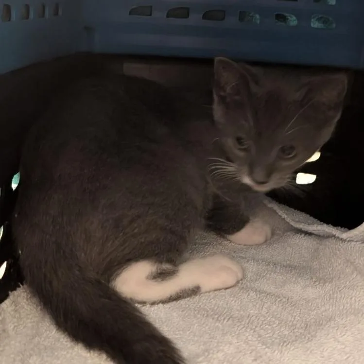 A baby small-sized female Domestic Short Hair cat named Stewart for adoption in Fairport, NY