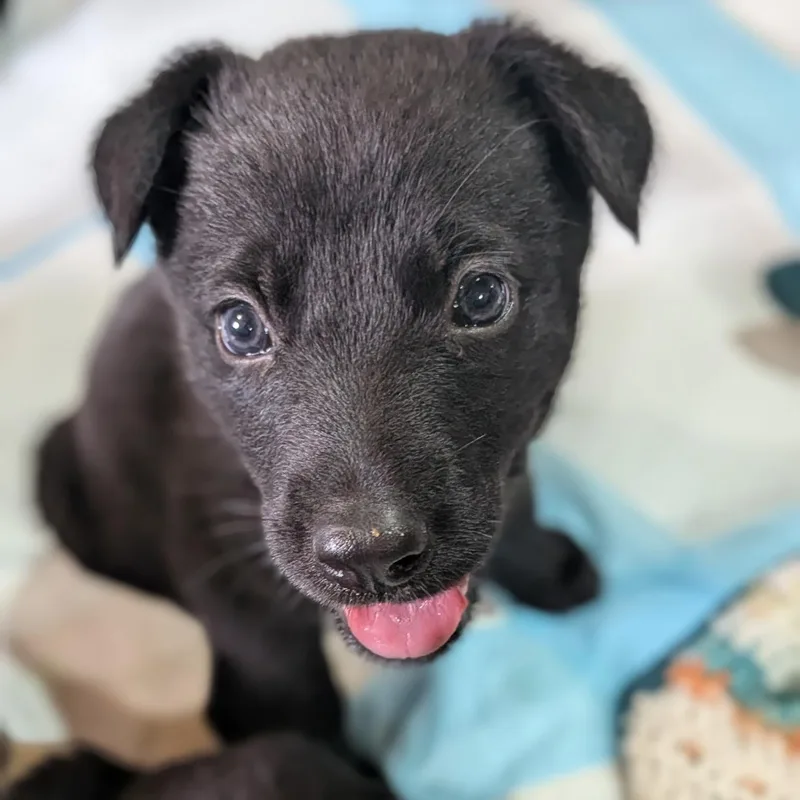A baby large-sized female Black German Shepherd Dog dog named Valor for adoption in Spring hill, TN