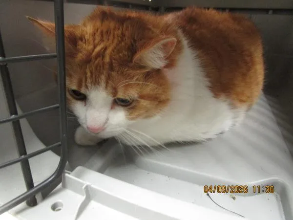 An adult large-sized female Domestic Short Hair cat named Pumpkin for adoption in Marietta, GA