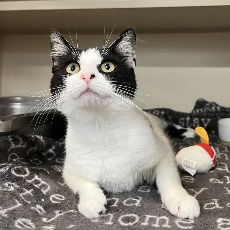 A young medium-sized female Black & White / Tuxedo Domestic Short Hair cat named Mooshroom for adoption in Eatontown, NJ