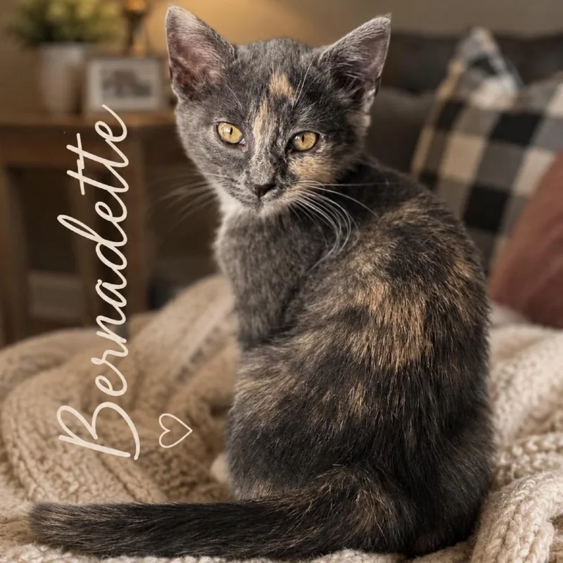 A baby small-sized female Tortoiseshell Domestic Short Hair cat named Bernadette for adoption in Inman, SC