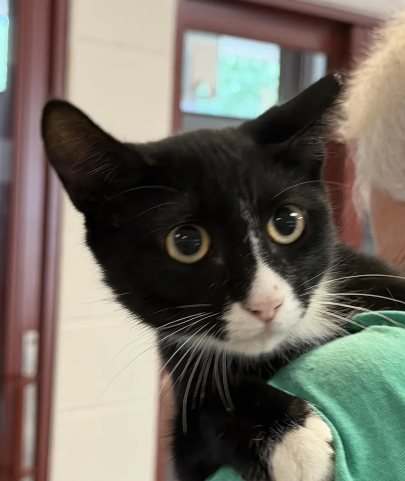 A baby medium-sized male Domestic Short Hair cat named Fudge Round for adoption in Slidell, LA