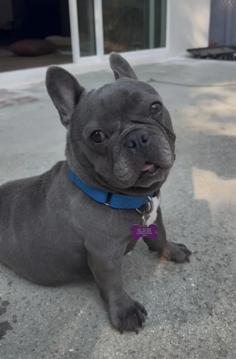Bluey