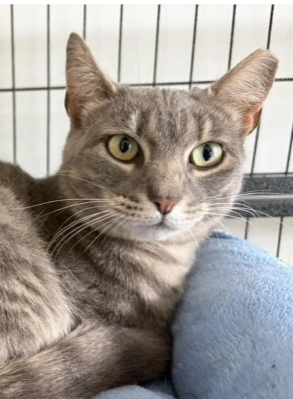 A young small-sized female Gray & White Domestic Short Hair cat named Amity for adoption in North Haledon, NJ