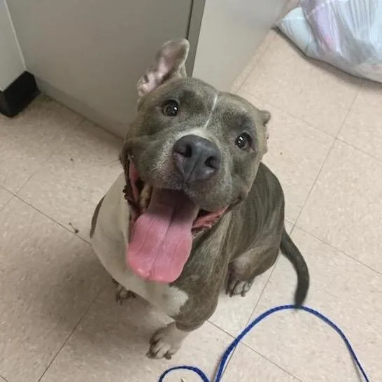 An adult medium-sized female Brindle Mixed Breed dog named Trina for adoption in West Palm Beach, FL