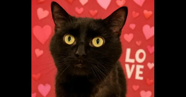 Pepper Jack thumbnail 2