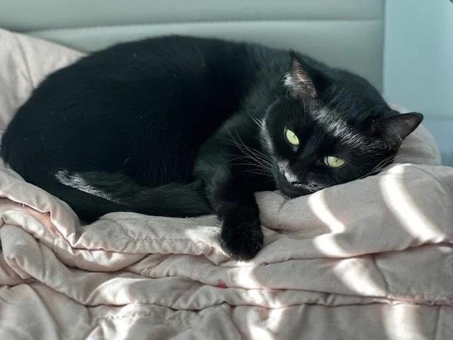 Pepper Jack thumbnail 3