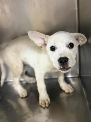 A baby small-sized male Pit Bull Terrier dog named Phineas for adoption in Riverside, CA
