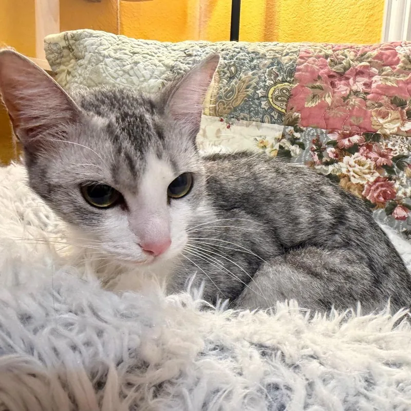 An adult medium-sized female Gray / Blue / Silver Domestic Short Hair cat named Snowy for adoption in Flower Mound, TX