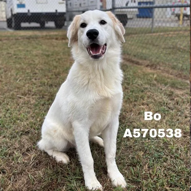 An adult large-sized male Great Pyrenees dog named Bo for adoption in Huntsville, AL