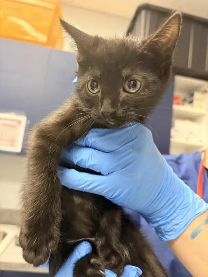 A young small-sized female Domestic Short Hair cat named B Milady for adoption in North Charleston, SC