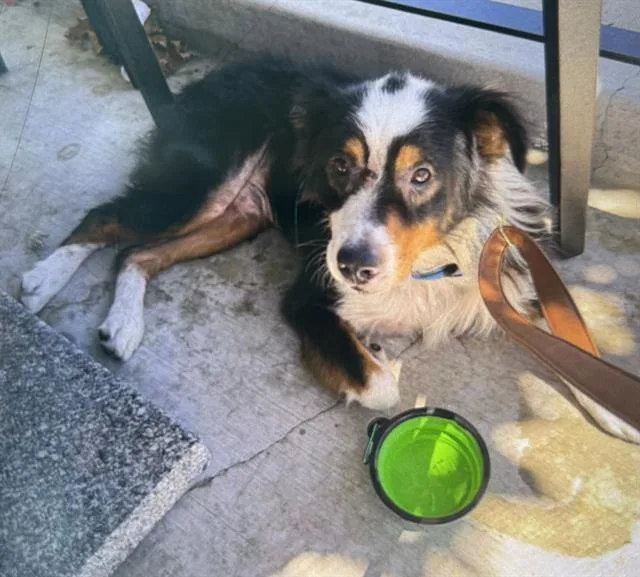 An adult large-sized male Australian Shepherd dog named Bradley for adoption in Martinez, CA