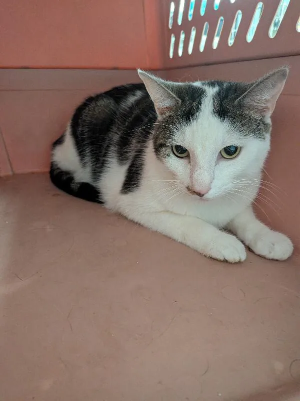 An adult large-sized male Brown / Chocolate Domestic Short Hair cat named Ware for adoption in Cincinnati, OH