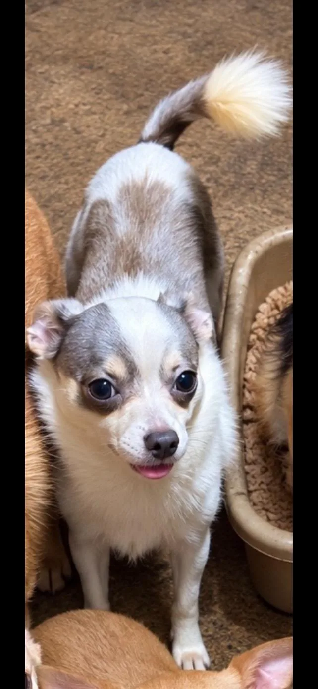 A baby small-sized male Pomeranian dog named Nelson for adoption in Cedarburg, WI