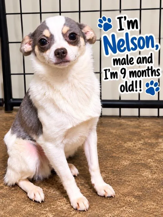 Nelson thumbnail 2