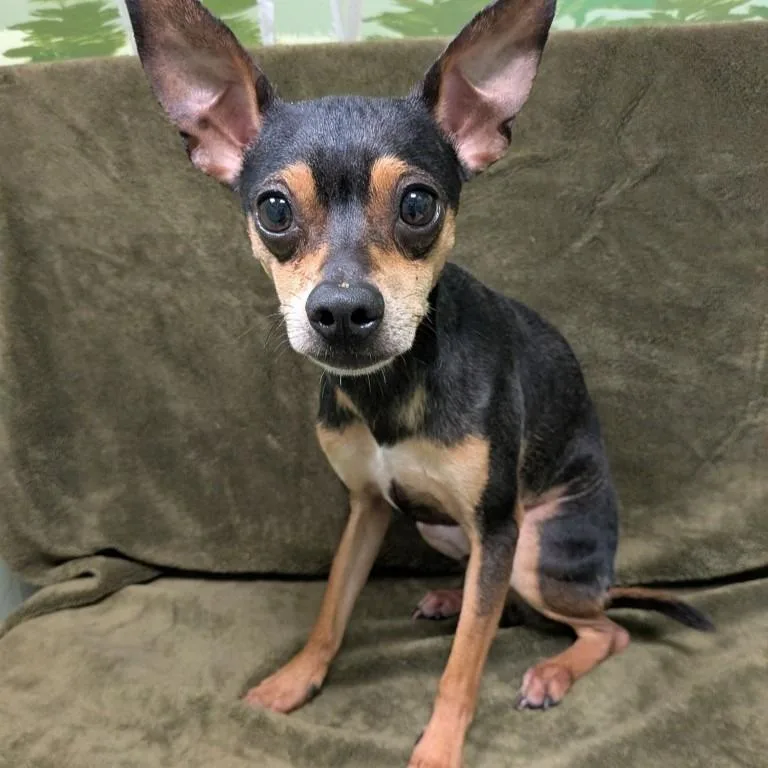 A young small-sized male Chihuahua dog named Bon Jovi for adoption in Logan, UT