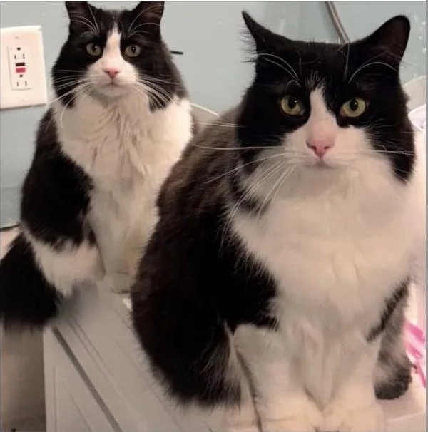 An adult large-sized female Black & White / Tuxedo Norwegian Forest Cat cat named Bootsie& Bitsy for adoption in Medford, MA