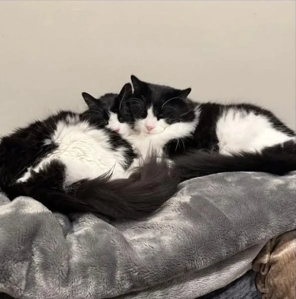 Bootsie& Bitsy thumbnail 2