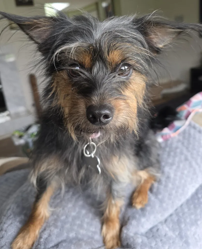 A young small-sized female Yorkshire Terrier dog named Emma for adoption in Palatine, IL