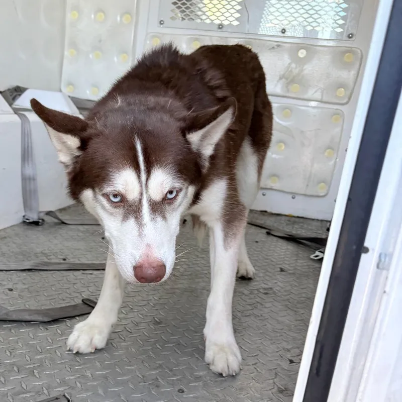 An adult medium-sized female Red / Chestnut / Orange Husky dog named Alimae for adoption in Philadelphia, PA