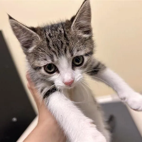 A baby small-sized female Domestic Short Hair cat named Squirrel for adoption in Woodinville, WA