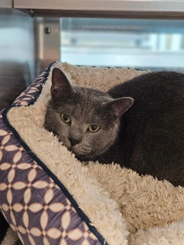 An adult medium-sized male Gray / Blue / Silver Domestic Short Hair cat named Smoky for adoption in Disputanta, VA