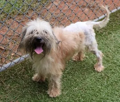 A young small-sized male Mixed Breed dog named Biscuit for adoption in Athens, GA