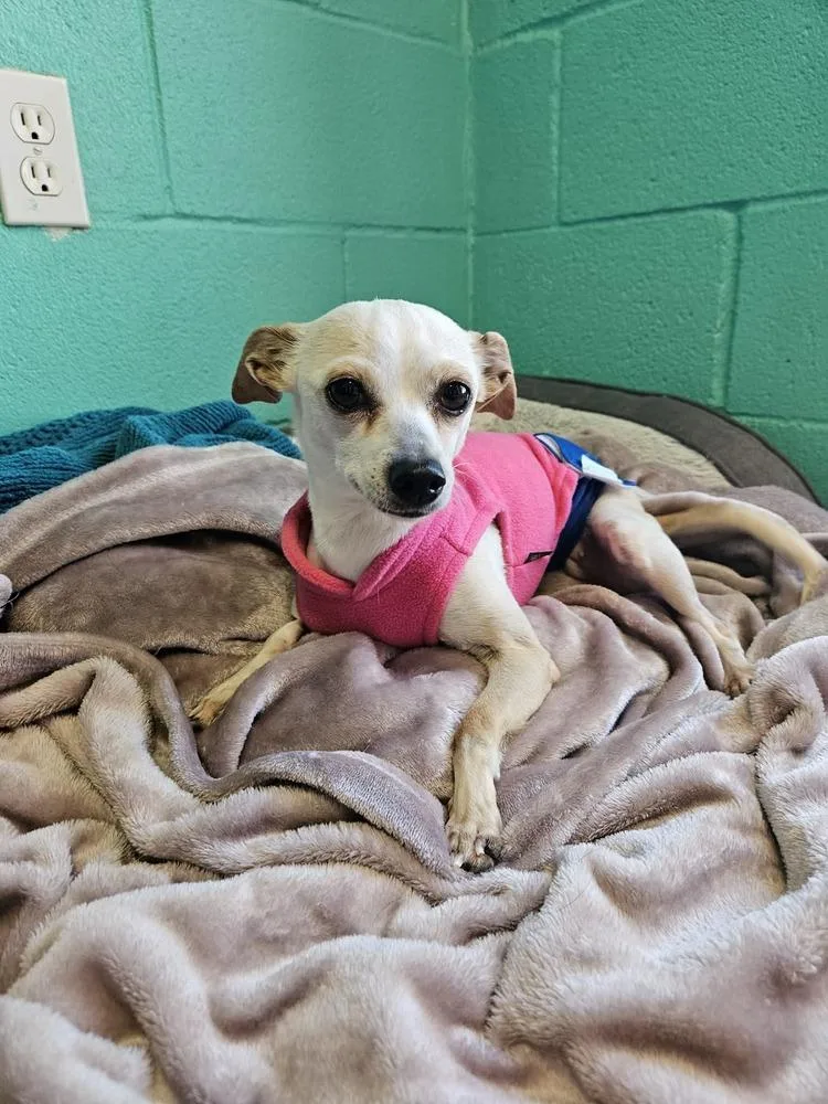 An adult small-sized female Chihuahua dog named Sissy for adoption in Deerfield, WI