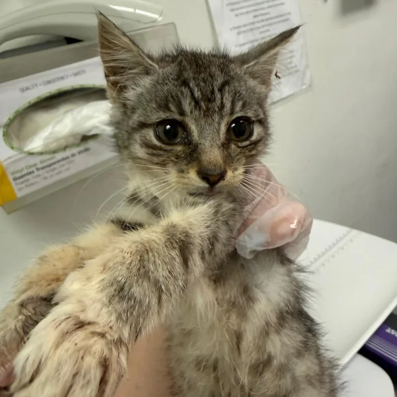 A baby small-sized female Calico Domestic Medium Hair cat named Big Arch for adoption in Charleston, WV