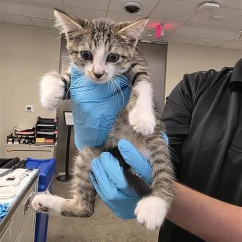 A baby small-sized male Gray / Blue / Silver Domestic Short Hair cat named Ickle for adoption in San Antonio, TX