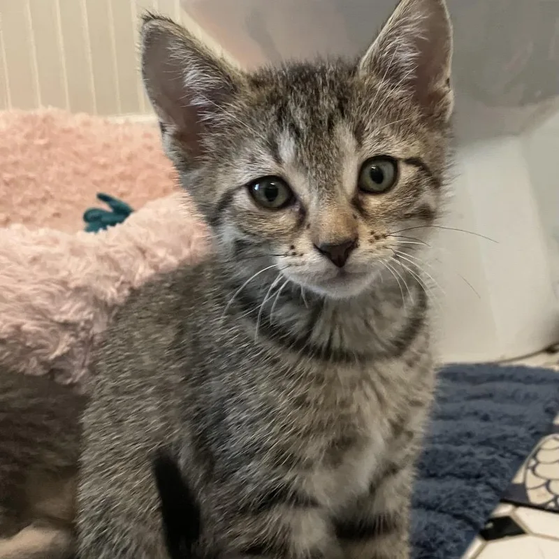 A baby small-sized female Brown / Chocolate Domestic Short Hair cat named Cupid for adoption in Overland Park, KS