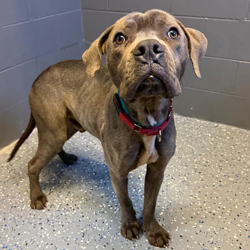 An adult medium-sized male Gray / Blue / Silver Pit Bull Terrier dog named Tuscstray for adoption in Tuscaloosa, AL