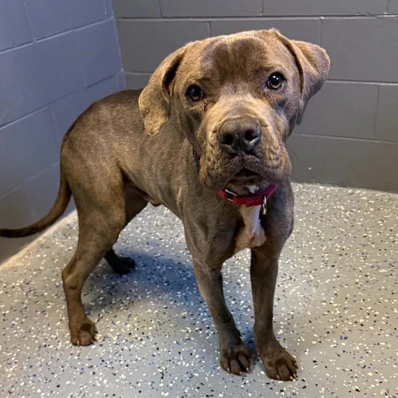 Tuscstray thumbnail 2