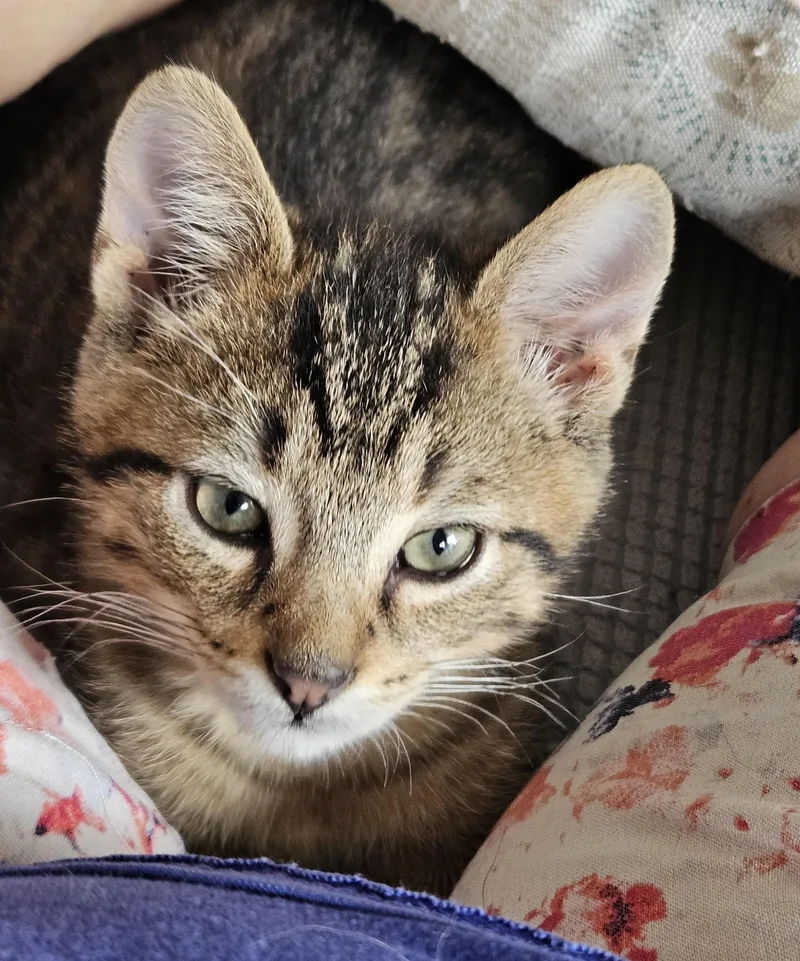 A baby medium-sized male Tabby (Brown / Chocolate) Domestic Short Hair cat named Darby for adoption in Menasha, WI