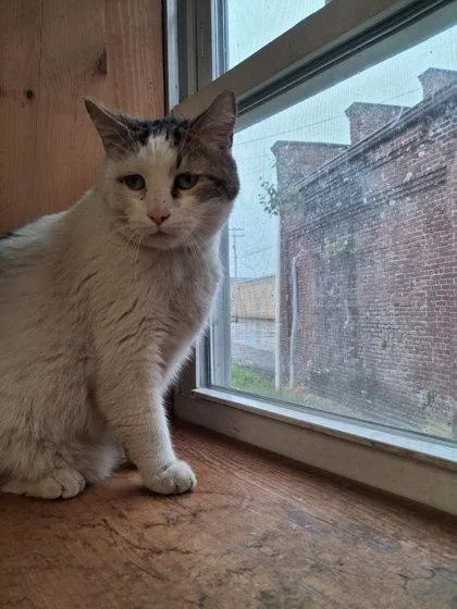 An adult large-sized male Domestic Short Hair cat named Homer for adoption in Berwick, PA