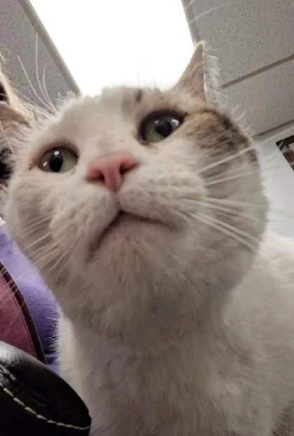 Homer thumbnail 2