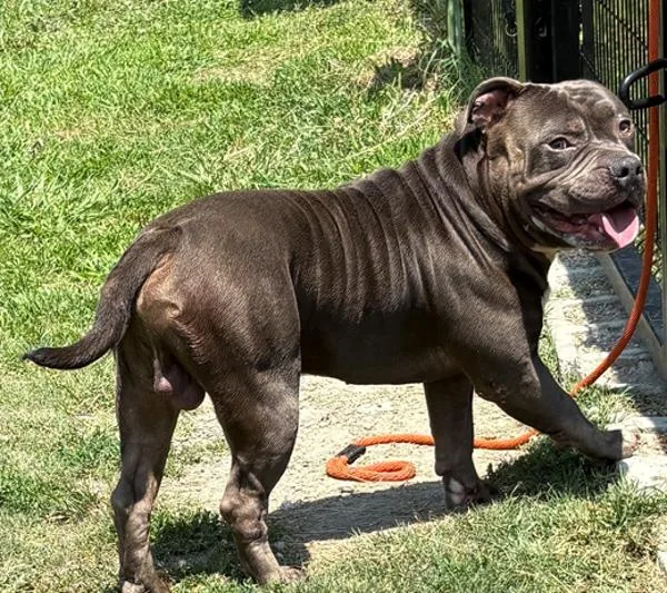 An adult large-sized male Pit Bull Terrier dog named Monty for adoption in Virginia Beach, VA